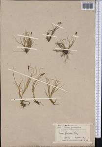 Carex glareosa Schkuhr ex Wahlenb., America (AMER) (Greenland)