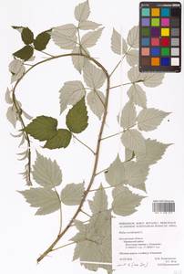 Rubus occidentalis L., Eastern Europe, Central forest-and-steppe region (E6) (Russia)