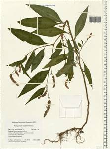 Persicaria lapathifolia (L.) Gray, Crimea (KRYM) (Russia)