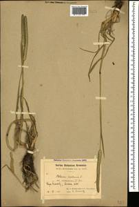 Phleum pratense L., Caucasus, Armenia (K5) (Armenia)