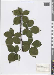Rubus plicatus Weihe & Nees, Eastern Europe, Moscow region (E4a) (Russia)