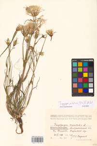 Tragopogon podolicus Besser ex DC., Eastern Europe, Lower Volga region (E9) (Russia)