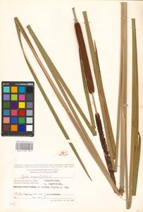 Typha angustifolia L., Eastern Europe, Moscow region (E4a) (Russia)