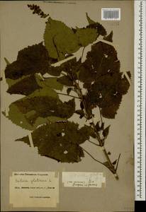 Salvia glutinosa L., Caucasus, Black Sea Shore (from Novorossiysk to Adler) (K3) (Russia)