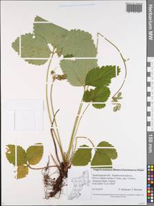 Fragaria ×ananassa (Weston) Rozier, Eastern Europe, North-Western region (E2) (Russia)