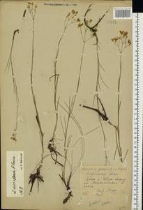 Eremogone saxatilis (L.) Ikonn., Eastern Europe, Central forest-and-steppe region (E6) (Russia)