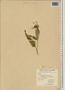 Phlomis herba-venti subsp. pungens (Willd.) Maire ex DeFilipps, Caucasus, Georgia (K4) (Georgia)