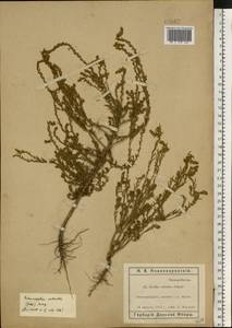 Sedobassia sedoides (Pall.) Freitag & G. Kadereit, Eastern Europe, South Ukrainian region (E12) (Ukraine)