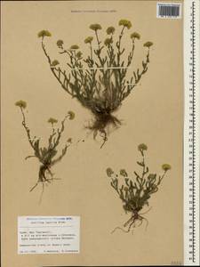 Achillea leptophylla M. Bieb., Crimea (KRYM) (Russia)