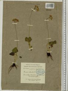 Primula cortusoides L., Siberia, Altai & Sayany Mountains (S2) (Russia)