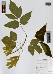 Acer negundo L., Siberia, Altai & Sayany Mountains (S2) (Russia)