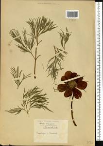 Paeonia tenuifolia L., Eastern Europe, Middle Volga region (E8) (Russia)