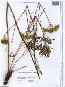 Peucedanum ruthenicum M.Bieb., Eastern Europe, Central forest-and-steppe region (E6) (Russia)