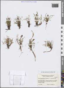 Carex subspathacea Wormsk. ex Hornem., Siberia, Western Siberia (S1) (Russia)