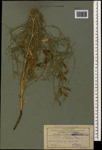 Vicia tenuifolia subsp. elegans (Guss.)Nyman, Caucasus, Armenia (K5) (Armenia)