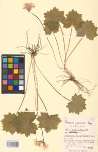 Primula jesoana Miq., South Asia, South Asia (Asia outside ex-Soviet states and Mongolia) (ASIA) (Japan)