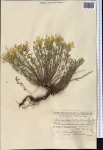 Dracocephalum subcapitatum (Kuntze) Lipsky, Middle Asia, Kopet Dag, Badkhyz, Small & Great Balkhan (M1) (Turkmenistan)