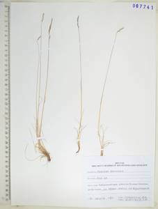 Poa, Siberia, Russian Far East (S6) (Russia)