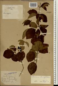 Viburnum burejaeticum Regel & Herder, South Asia, South Asia (Asia outside ex-Soviet states and Mongolia) (ASIA) (China)
