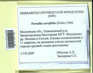 Nowellia curvifolia (Dicks.) Mitt., Bryophytes, Bryophytes - Moscow City & Moscow Oblast (B6a) (Russia)