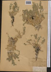 Astragalus testiculatus Pall., Middle Asia, Dzungarian Alatau & Tarbagatai (M5) (Kazakhstan)