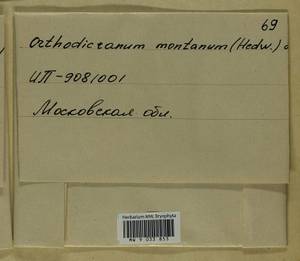 Orthodicranum montanum (Hedw.) Loeske, Bryophytes, Bryophytes - Moscow City & Moscow Oblast (B6a) (Russia)
