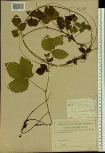 Rubus saxatilis L., Eastern Europe, North-Western region (E2) (Russia)