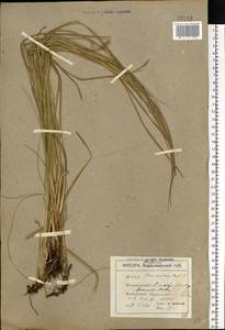 Carex melanostachya M.Bieb. ex Willd., Eastern Europe, South Ukrainian region (E12) (Ukraine)