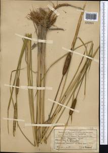 Typha laxmannii Lepech., Middle Asia, Northern & Central Tian Shan (M4) (Kyrgyzstan)