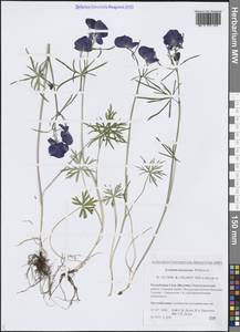 Aconitum kuzenevae Vorosch., Siberia, Yakutia (S5) (Russia)