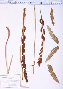 Osmundastrum cinnamomeum subsp. asiaticum (Fernald) Fraser-Jenk., Siberia, Russian Far East (S6) (Russia)