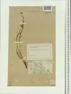 Haplophyllum dauricum (L.) G. Don, Siberia, Altai & Sayany Mountains (S2) (Russia)