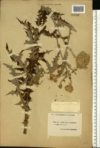 Echinops sphaerocephalus L., Eastern Europe, South Ukrainian region (E12) (Ukraine)
