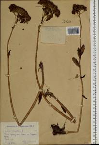 Hylotelephium telephium subsp. telephium, Siberia, Western (Kazakhstan) Altai Mountains (S2a) (Kazakhstan)