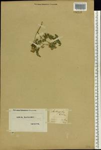 Astragalus cicer L., Eastern Europe, North Ukrainian region (E11) (Ukraine)