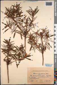 Rhododendron diversipilosum (Nakai) Harmaja, Siberia, Russian Far East (S6) (Russia)