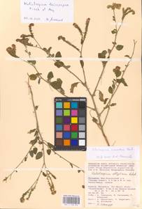 Heliotropium suaveolens, Eastern Europe, Lower Volga region (E9) (Russia)