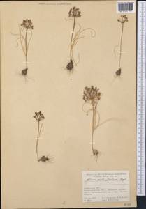 Allium verticillatum Regel, Middle Asia, Pamir & Pamiro-Alai (M2) (Uzbekistan)