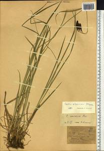 Carex aterrima subsp. aterrima, Siberia, Western (Kazakhstan) Altai Mountains (S2a) (Kazakhstan)