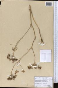 Scaligeria hirtula (Regel & Schmalh.) Lipsky ex Korovin, Middle Asia, Pamir & Pamiro-Alai (M2) (Uzbekistan)