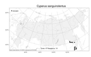 Cyperus sanguinolentus Vahl, Atlas of the Russian Flora (FLORUS) (Russia)