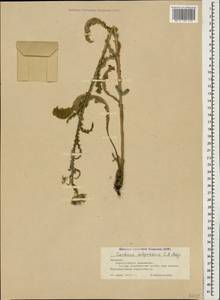 Carduus adpressus C. A. Mey., Caucasus, Armenia (K5) (Armenia)