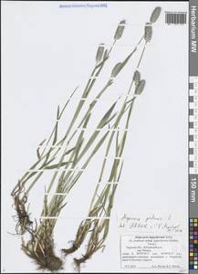 Alopecurus pratensis L., Eastern Europe, North-Western region (E2) (Russia)