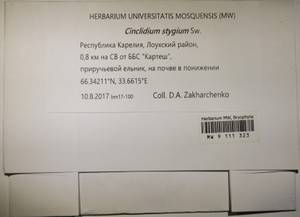 MW 9 111 323, Cinclidium stygium Sw., Bryophytes, Bryophytes - Karelia, Leningrad & Murmansk Oblasts (B4) (Russia)