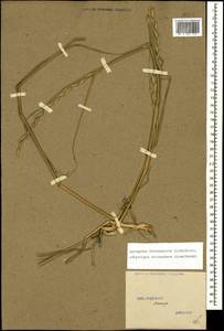 Thinopyrum intermedium subsp. intermedium, Caucasus, Stavropol Krai, Karachay-Cherkessia & Kabardino-Balkaria (K1b) (Russia)