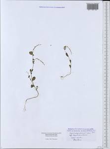 Coronilla scorpioides (L.)Koch, Caucasus, Black Sea Shore (from Novorossiysk to Adler) (K3) (Russia)