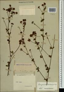 Dorycnium pentaphyllum subsp. herbaceum (Vill.)Rouy, Crimea (KRYM) (Russia)