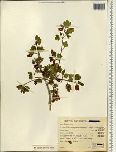 Acer monspessulanum subsp. assyriacum (Pojark.) Rech.fil., South Asia, South Asia (Asia outside ex-Soviet states and Mongolia) (ASIA) (Iran)