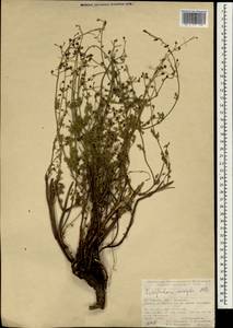Scrophularia variegata M. Bieb., South Asia, South Asia (Asia outside ex-Soviet states and Mongolia) (ASIA) (Turkey)