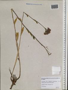 Hylotelephium pallescens (Freyn) H. Ohba, Siberia, Russian Far East (S6) (Russia)